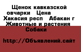 Щенок кавказской овчарки › Цена ­ 2 000 - Хакасия респ., Абакан г. Животные и растения » Собаки   